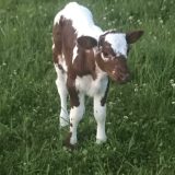 Aifric in the field as a calf
