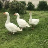 Three geese on the grass